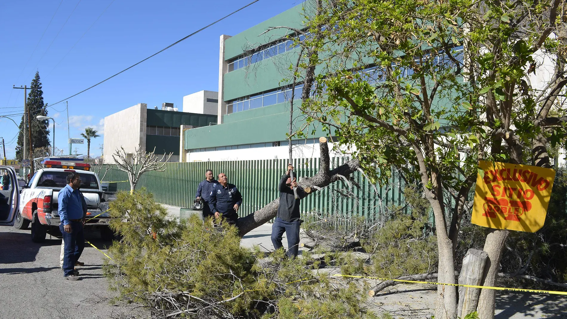 S-Arbol derribado por el viento